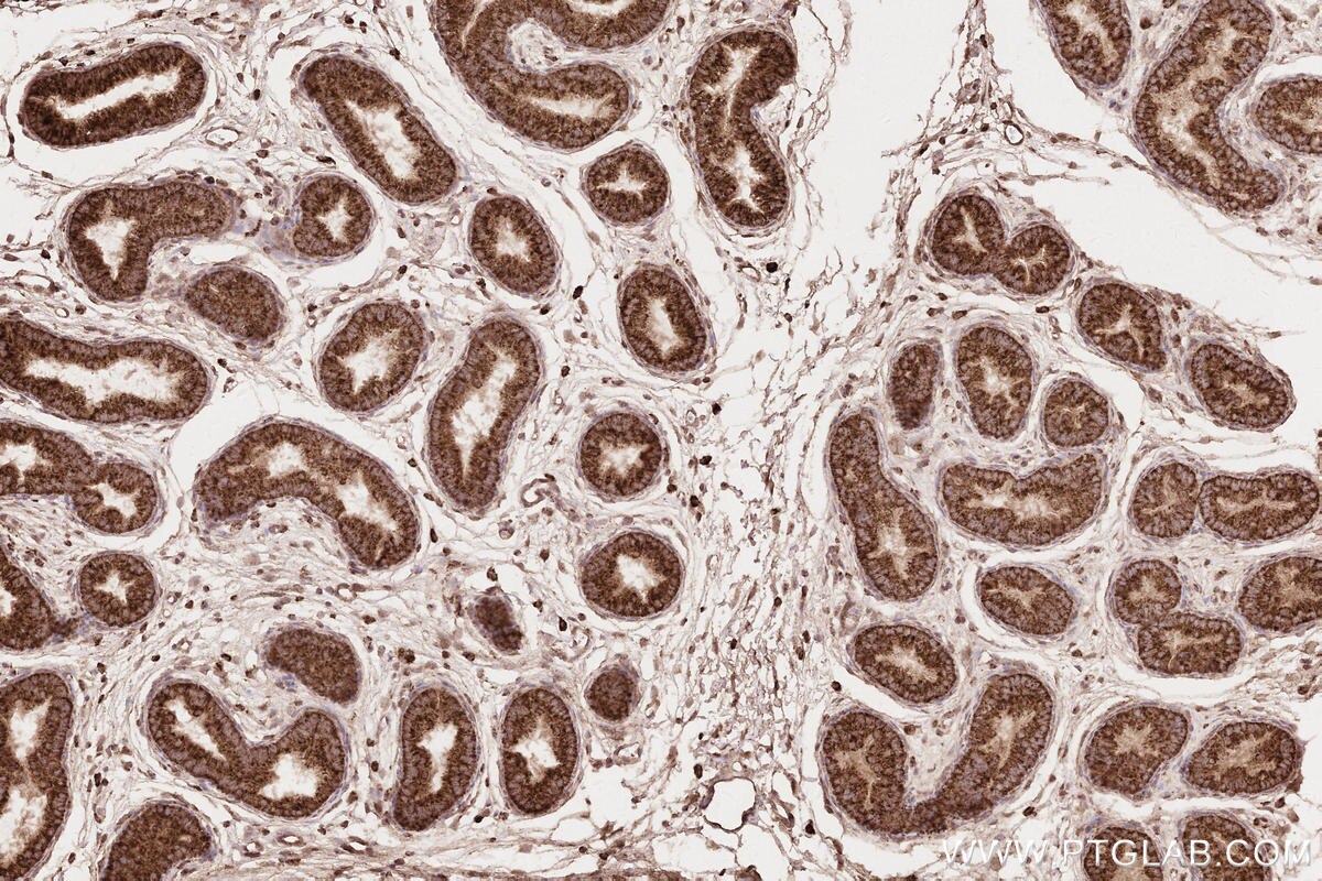 Immunohistochemical analysis of paraffin-embedded rat epididymis tissue slide using KHC2565 (RNF219 IHC Kit).