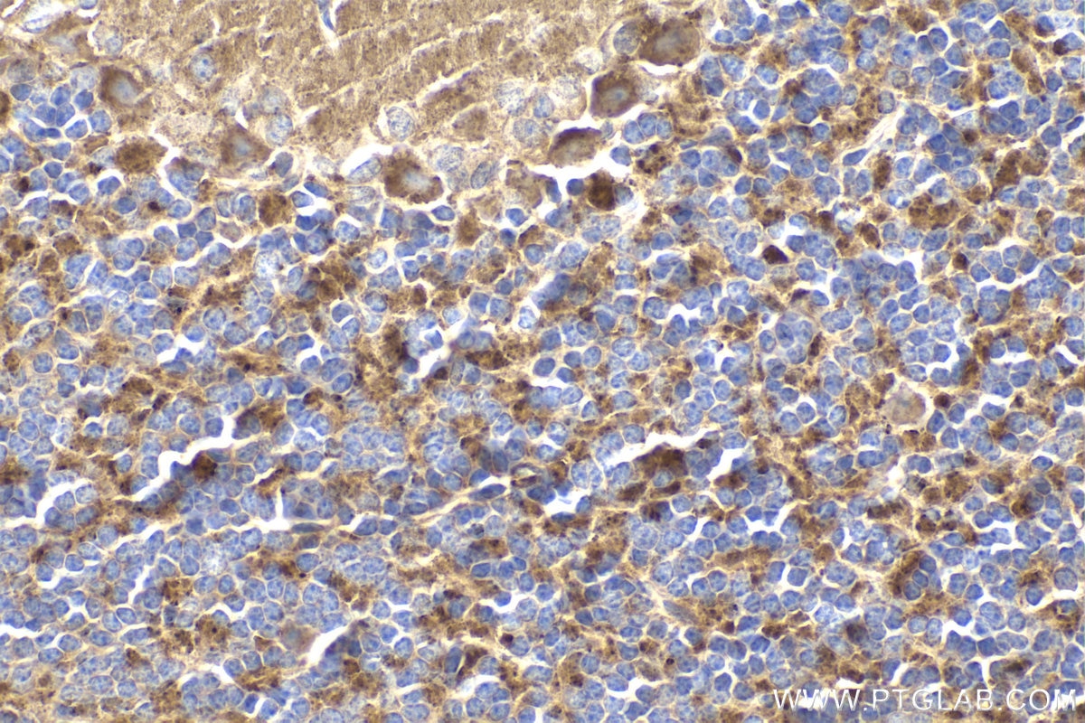 Immunohistochemical analysis of paraffin-embedded mouse cerebellum tissue slide using KHC1917 (ROGDI IHC Kit).