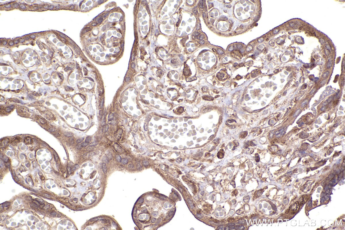 Immunohistochemical analysis of paraffin-embedded human placenta tissue slide using KHC2374 (RPL19 IHC Kit).