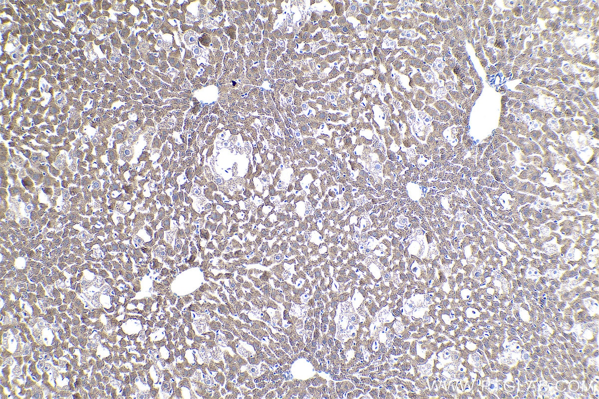 Immunohistochemical analysis of paraffin-embedded mouse liver tissue slide using KHC0914 (RPL21 IHC Kit).