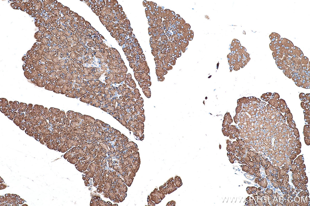Immunohistochemical analysis of paraffin-embedded rat pancreas tissue slide using KHC0586 (RPL35 IHC Kit).