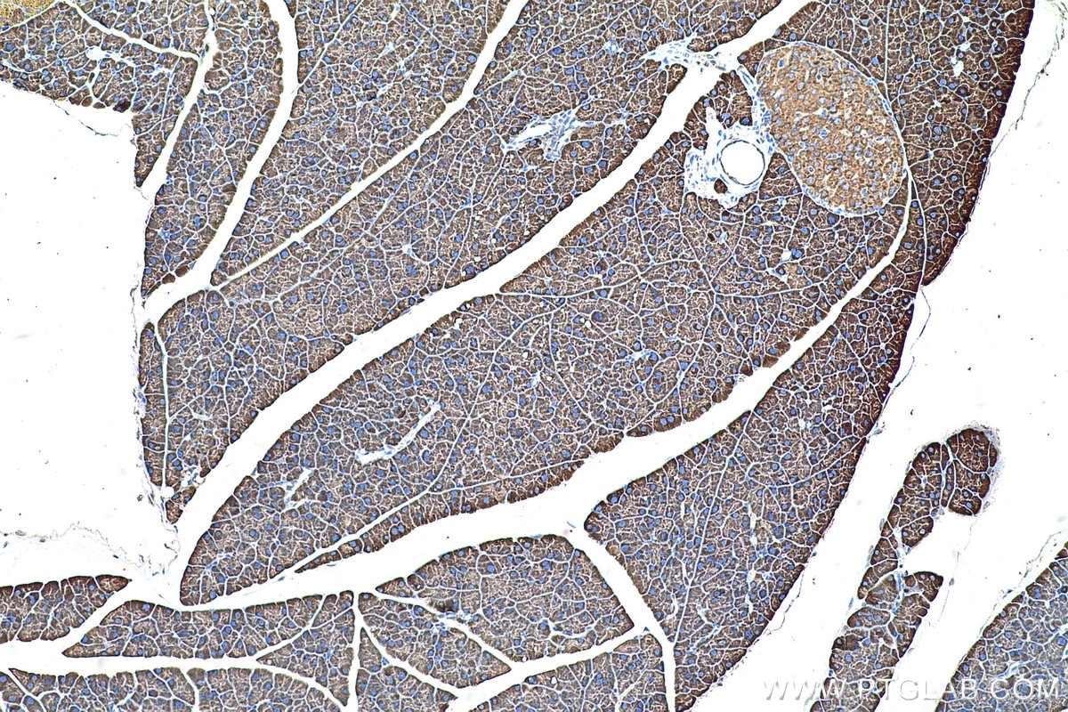 Immunohistochemical analysis of paraffin-embedded mouse pancreas tissue slide using KHC0586 (RPL35 IHC Kit).