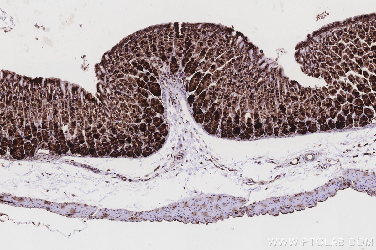 Immunohistochemical analysis of paraffin-embedded mouse stomach tissue slide using KHC3212 (RPL5 IHC Kit). Immunohistochemical analysis of paraffin-embedded mouse stomach tissue slide using KHC3212 (RPL5 IHC Kit).