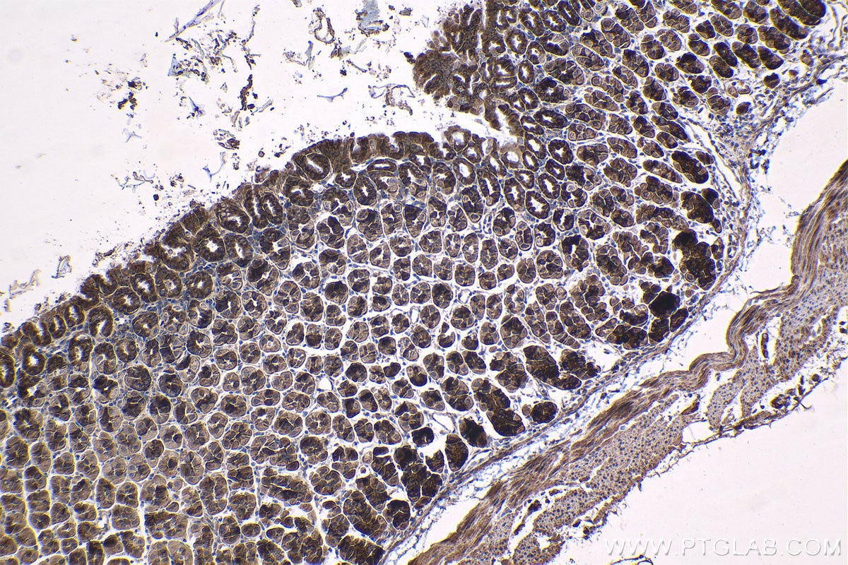 Immunohistochemical analysis of paraffin-embedded mouse stomach tissue slide using KHC1188 (RPS20 IHC Kit).