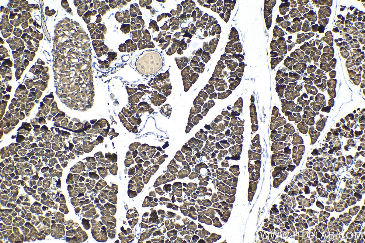 Immunohistochemical analysis of paraffin-embedded mouse pancreas tissue slide using KHC1409 (RPS4X IHC Kit).