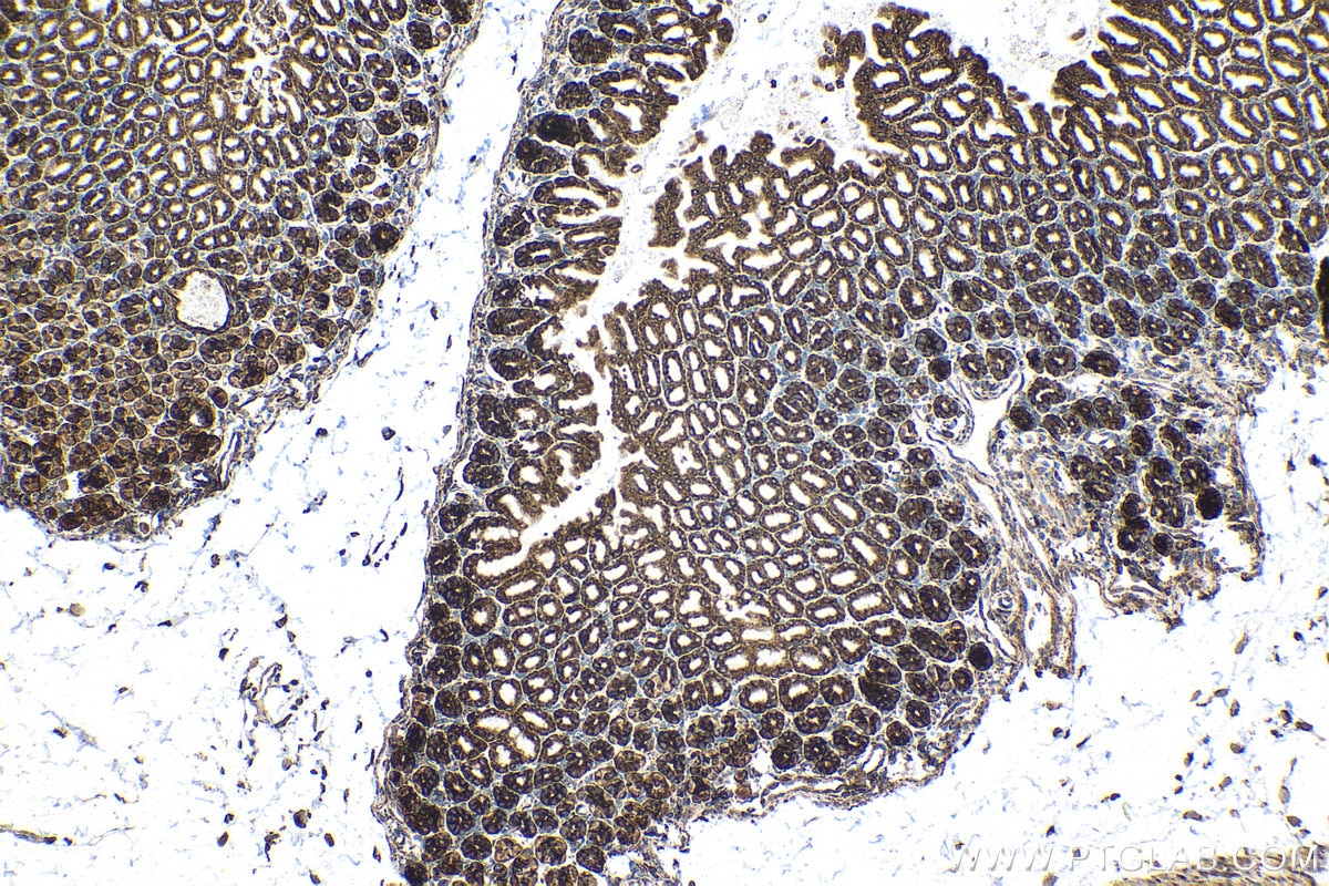 Immunohistochemical analysis of paraffin-embedded mouse stomach tissue slide using KHC1409 (RPS4X IHC Kit).