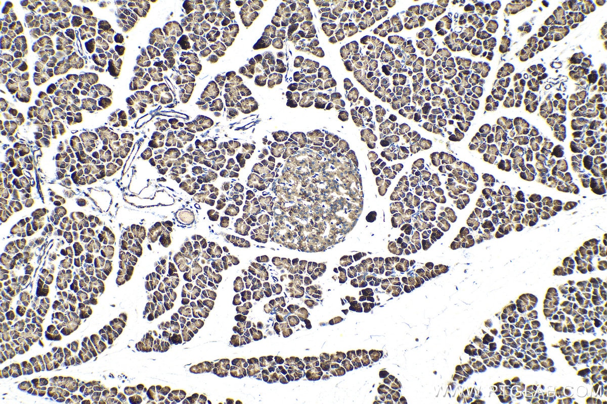 Immunohistochemical analysis of paraffin-embedded rat pancreas tissue slide using KHC1409 (RPS4X IHC Kit).