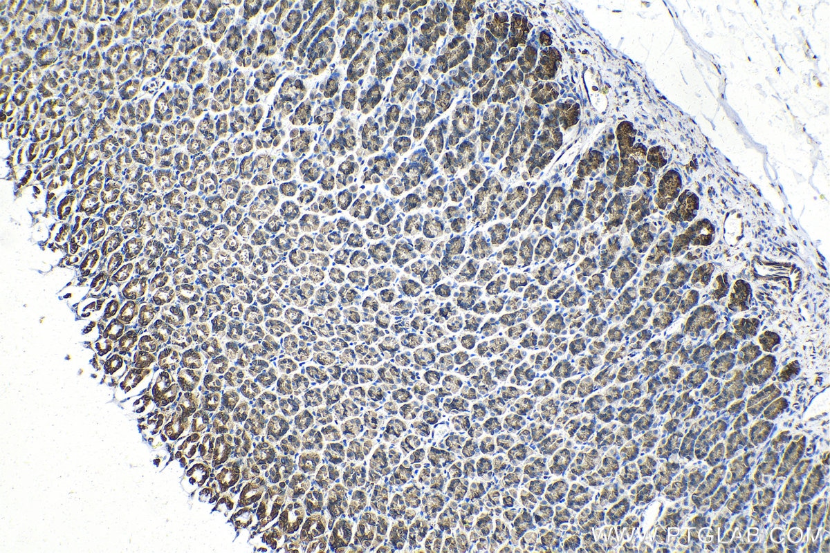 Immunohistochemical analysis of paraffin-embedded rat stomach tissue slide using KHC1409 (RPS4X IHC Kit).