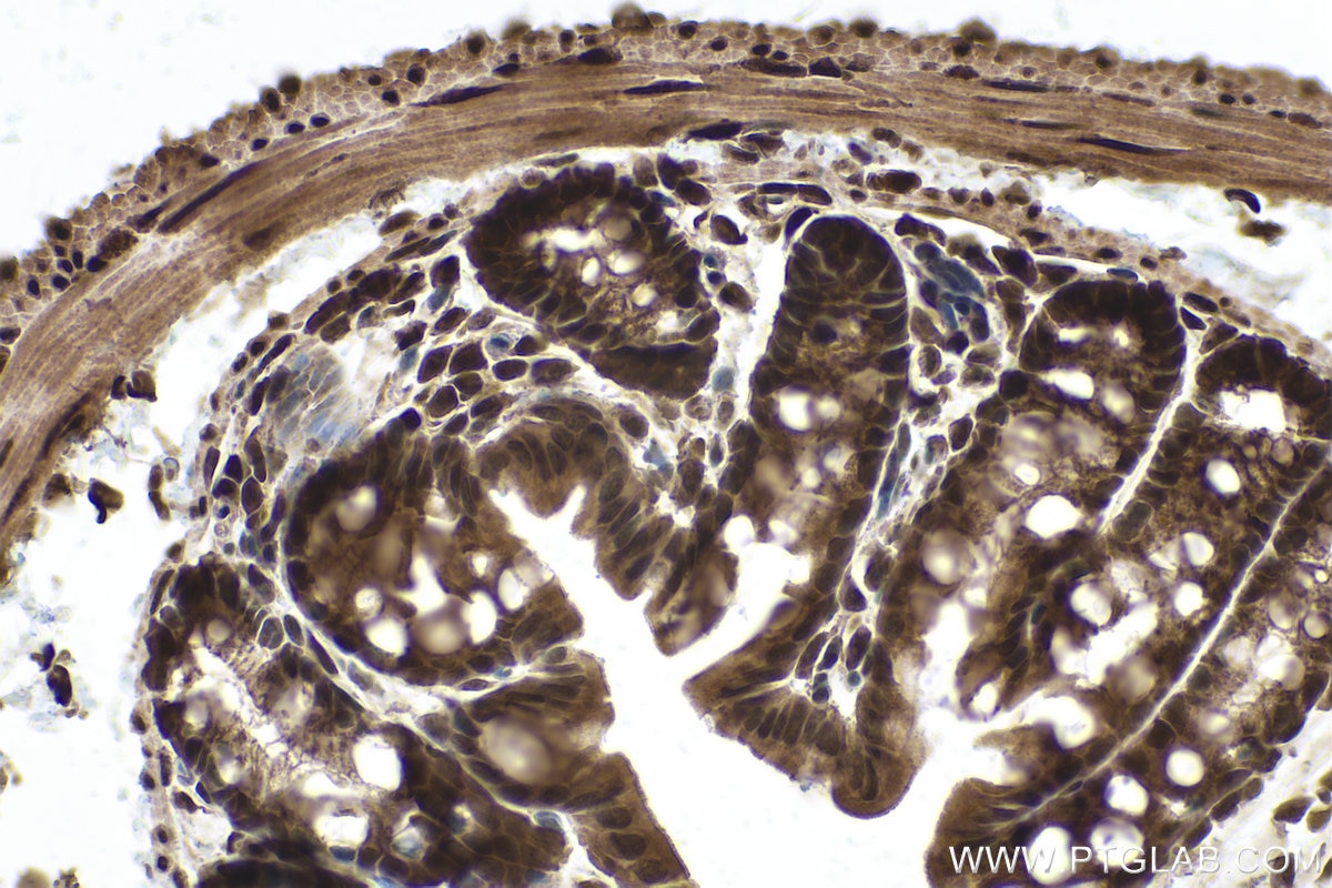 Immunohistochemical analysis of paraffin-embedded mouse colon tissue slide using KHC0860 (RTCB IHC Kit).