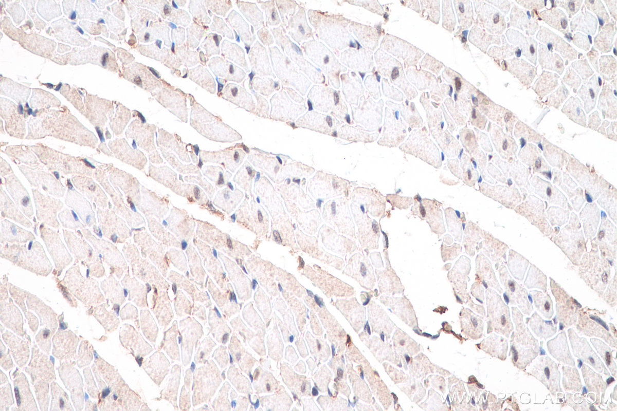 Immunohistochemical analysis of paraffin-embedded rat heart tissue slide using KHC0828 (RUVBL1 IHC Kit).