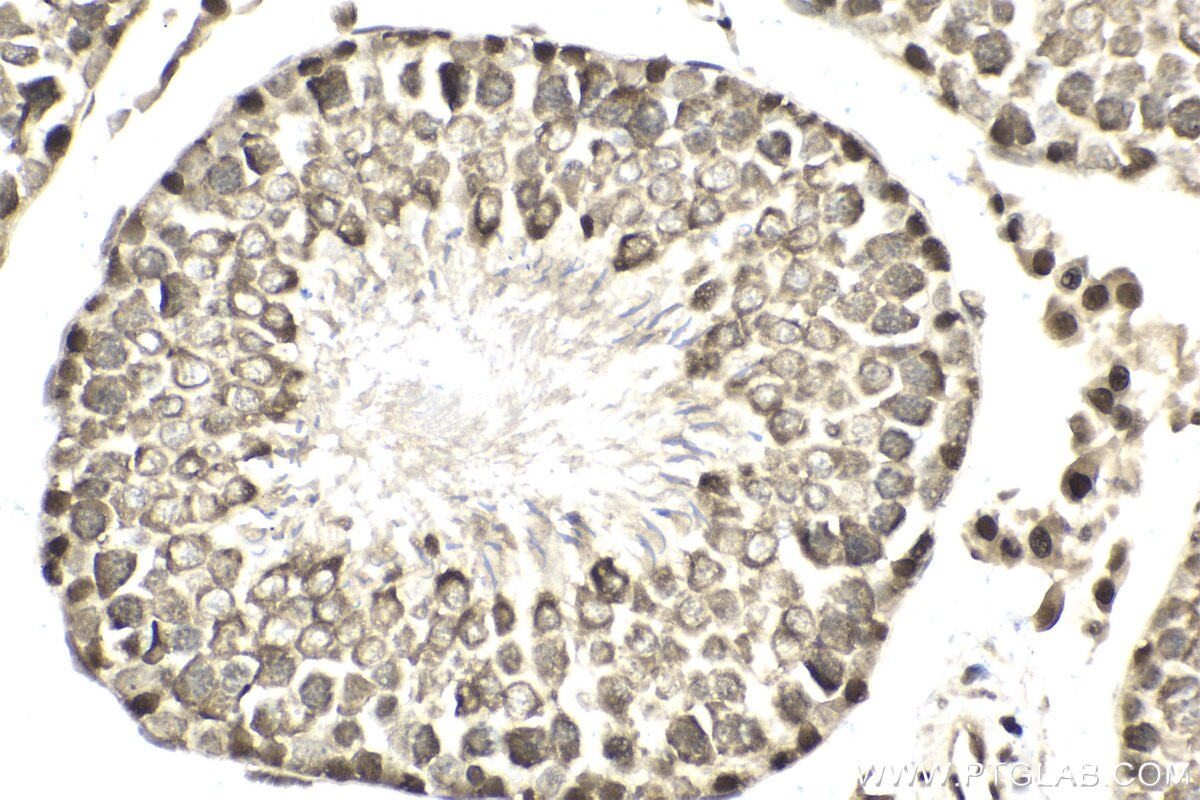 Immunohistochemical analysis of paraffin-embedded rat testis tissue slide using KHC2011 (RUVBL2 IHC Kit).