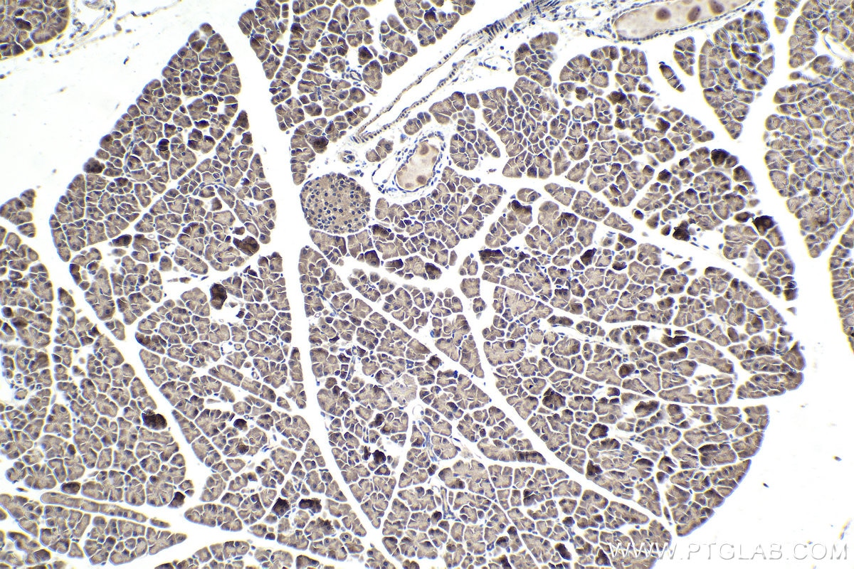 Immunohistochemical analysis of paraffin-embedded mouse pancreas tissue slide using KHC1776 (SAMD4B IHC Kit).