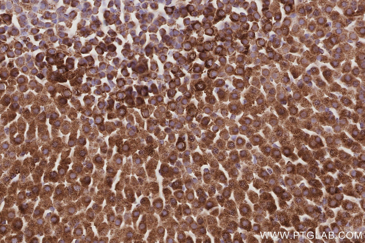 Immunohistochemical analysis of paraffin-embedded mouse adrenal gland tissue slide using KHC3075 (SAMM50 IHC Kit).
