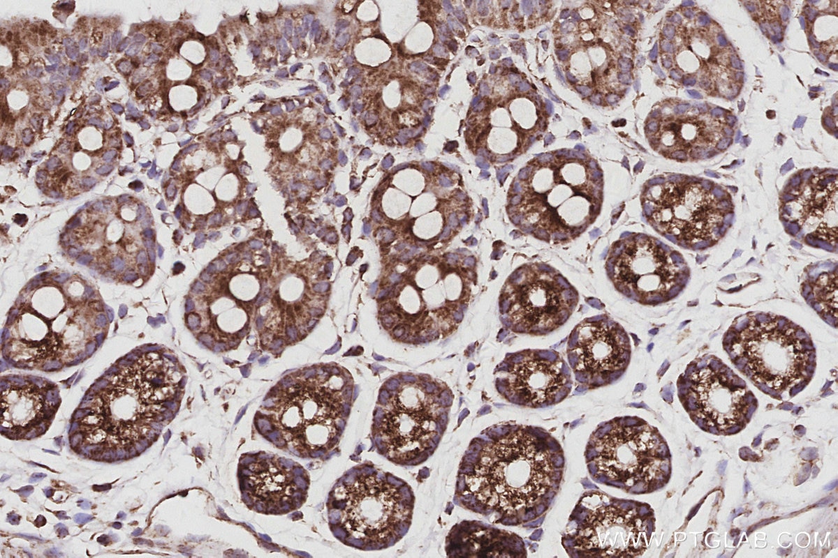 Immunohistochemical analysis of paraffin-embedded mouse colon tissue slide using KHC3075 (SAMM50 IHC Kit).