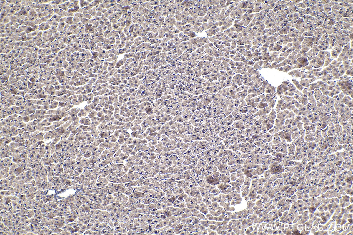 Immunohistochemical analysis of paraffin-embedded rat liver tissue slide using KHC1965 (SAMSN1 IHC Kit).