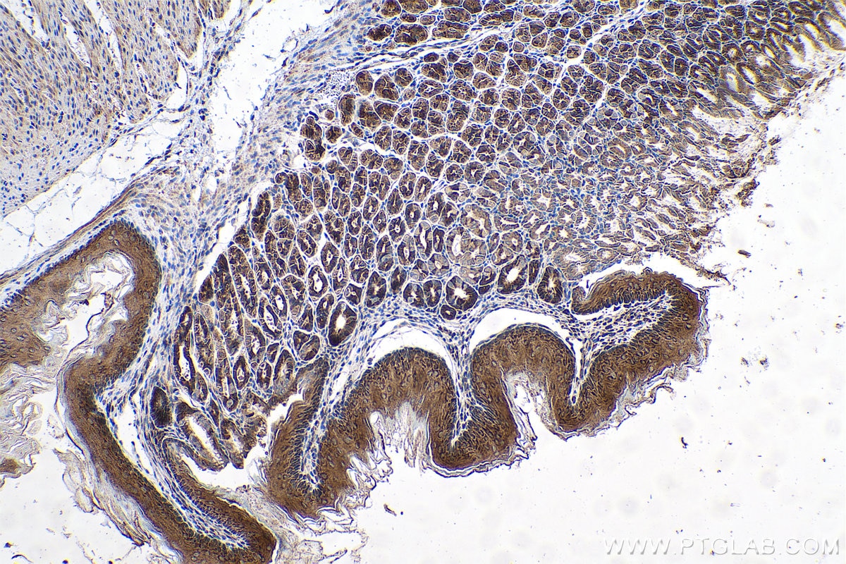 Immunohistochemical analysis of paraffin-embedded mouse stomach tissue slide using KHC0705 (SAR1A IHC Kit).