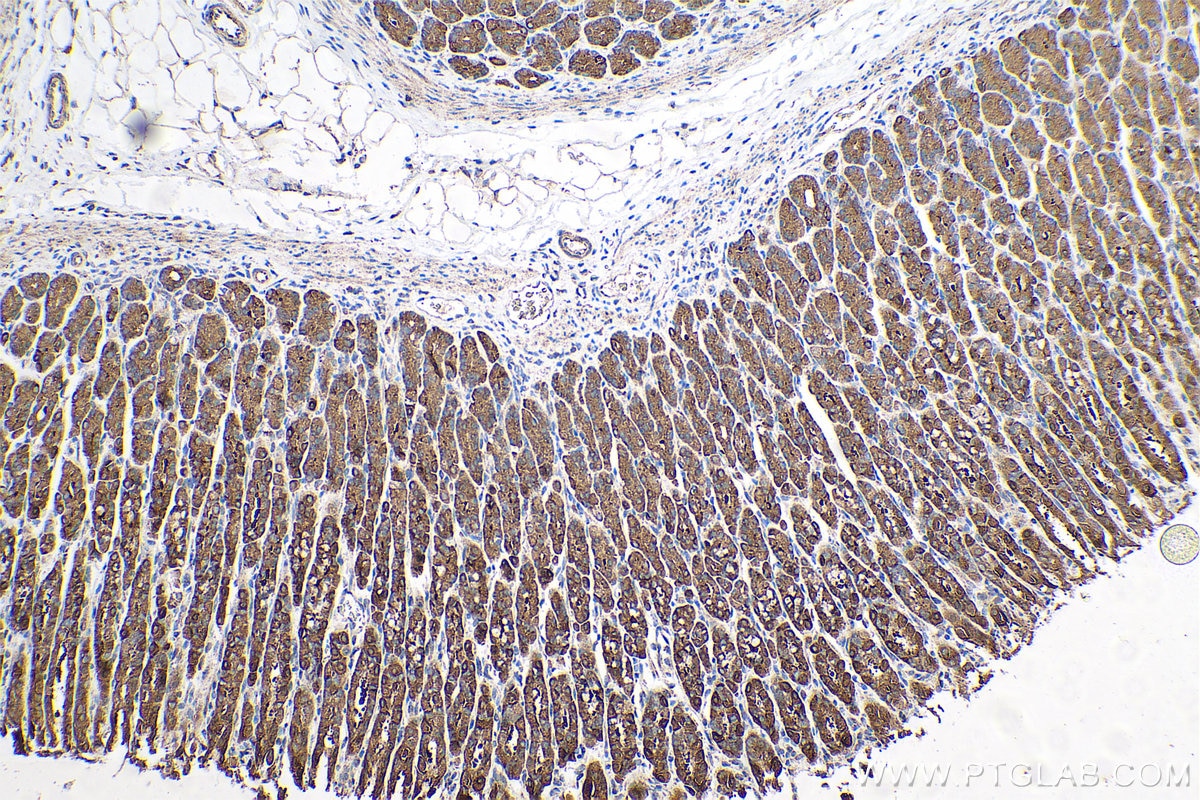 Immunohistochemical analysis of paraffin-embedded rat stomach tissue slide using KHC0705 (SAR1A IHC Kit).