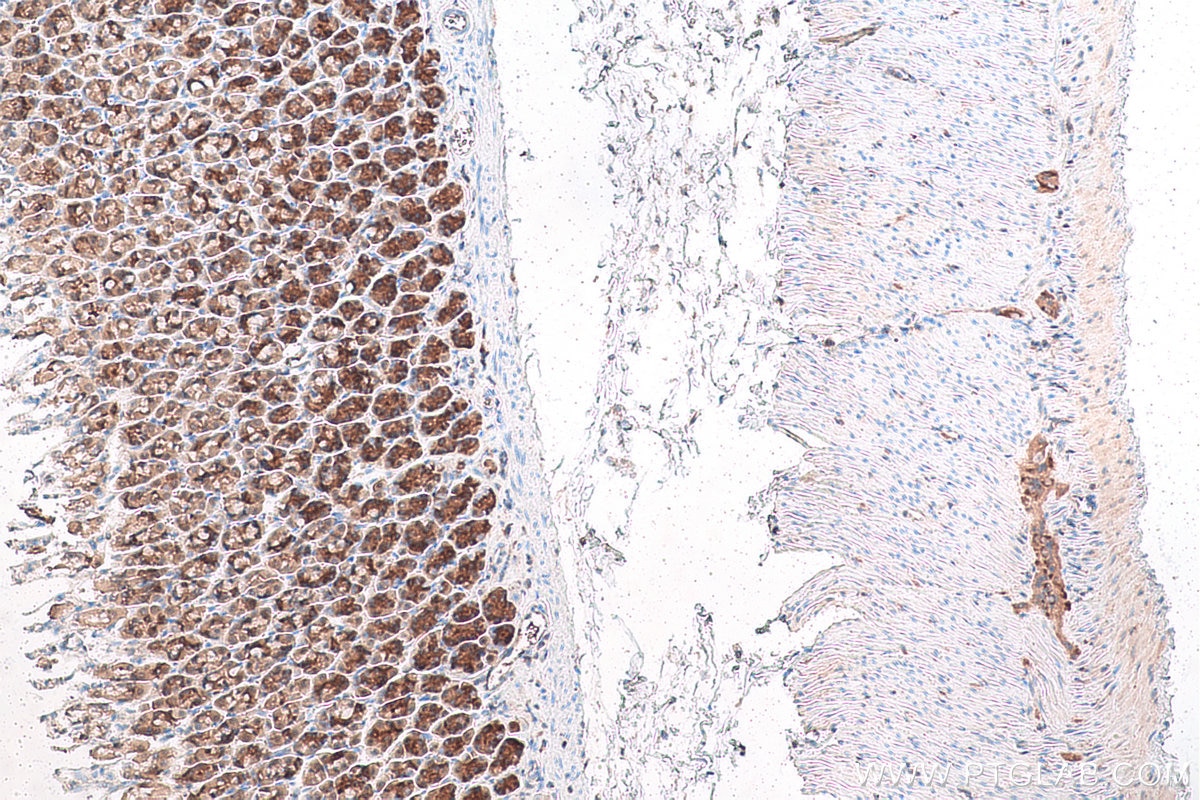 Immunohistochemical analysis of paraffin-embedded rat stomach tissue slide using KHC0952 (SARS IHC Kit).