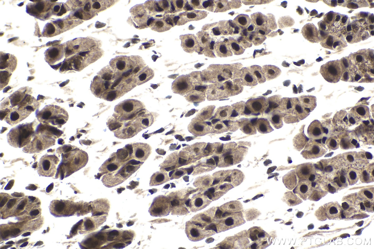 Immunohistochemical analysis of paraffin-embedded mouse stomach tissue slide using KHC1746 (SART3 IHC Kit).