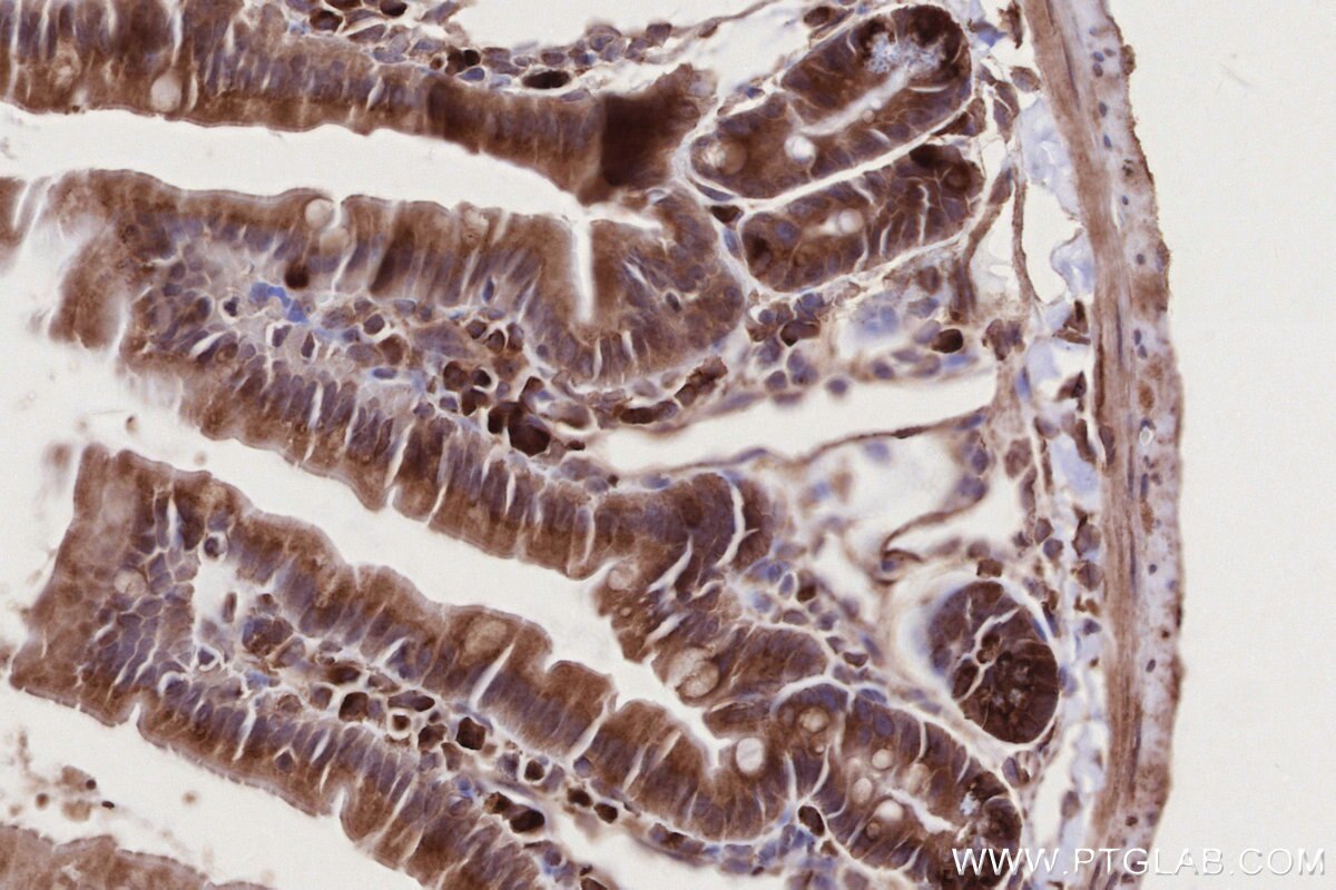 Immunohistochemical analysis of paraffin-embedded mouse small intestine tissue slide using KHC2736 (SCFD1 IHC Kit).