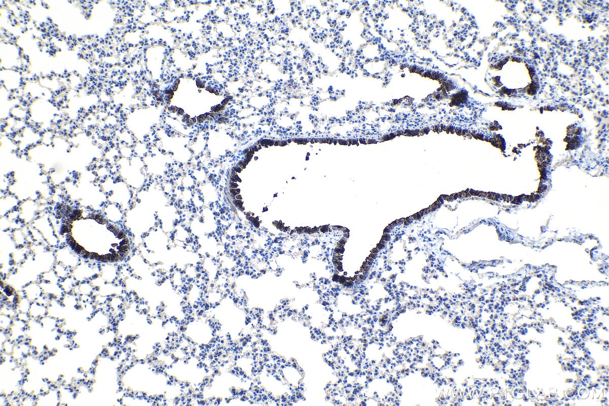 Immunohistochemical analysis of paraffin-embedded mouse lung tissue slide using KHC1092 (SCGB3A2 IHC Kit).