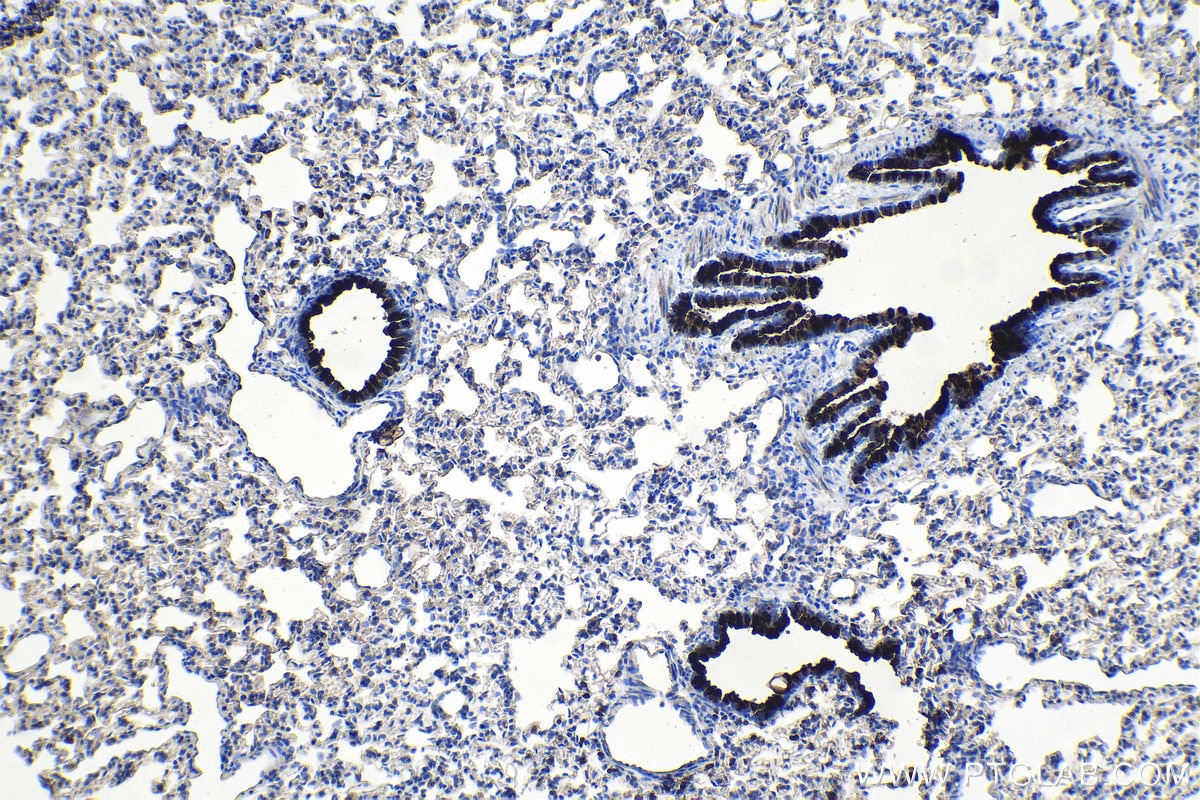 Immunohistochemical analysis of paraffin-embedded rat lung tissue slide using KHC1092 (SCGB3A2 IHC Kit).