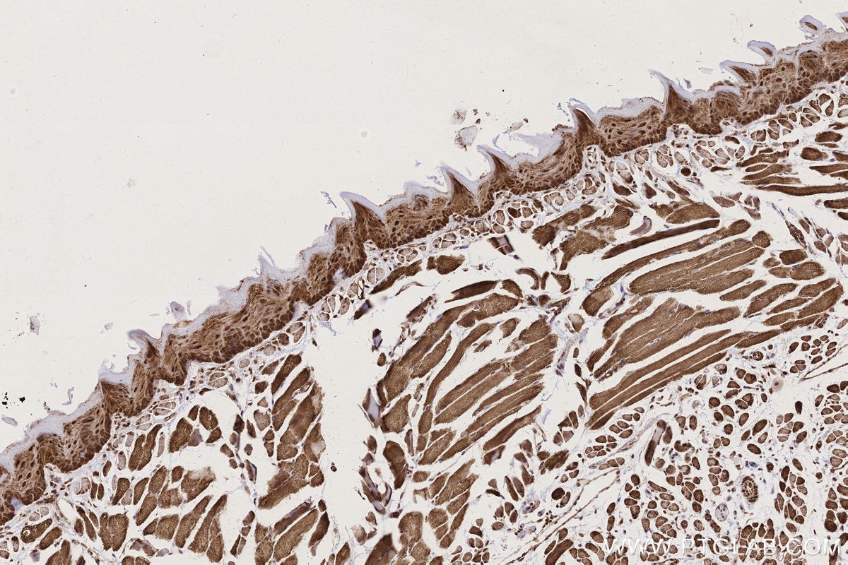 Immunohistochemical analysis of paraffin-embedded mouse tongue tissue slide using KHC2803 (SCYL1 IHC Kit).