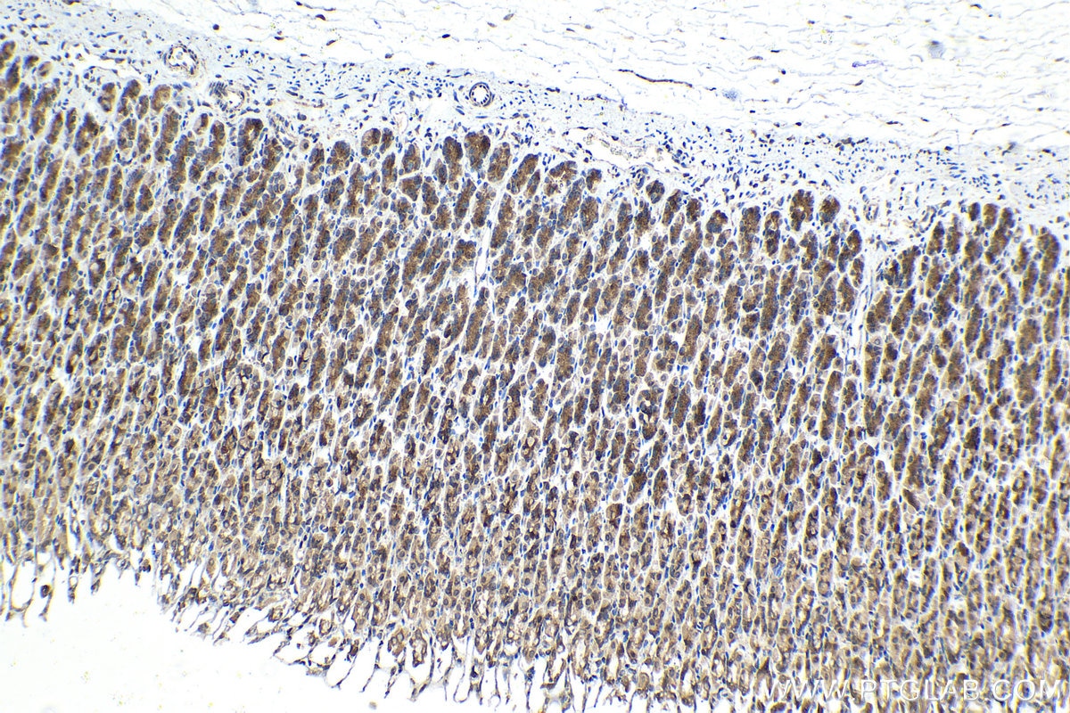 Immunohistochemical analysis of paraffin-embedded rat stomach tissue slide using KHC1423 (SDCBP IHC Kit).