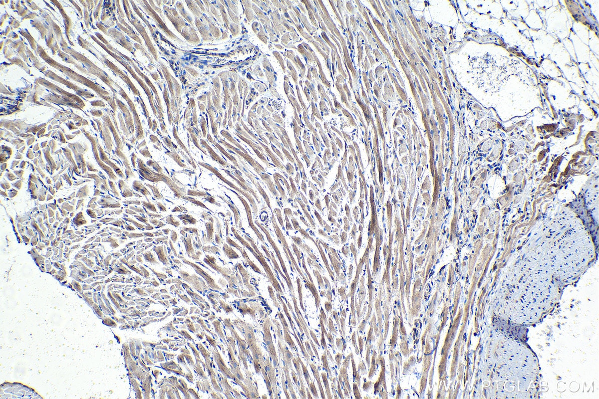 Immunohistochemical analysis of paraffin-embedded rat heart tissue slide using KHC1423 (SDCBP IHC Kit).