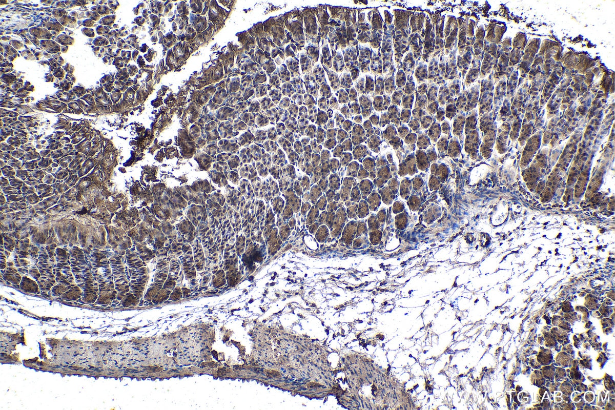 Immunohistochemical analysis of paraffin-embedded mouse stomach tissue slide using KHC1423 (SDCBP IHC Kit).