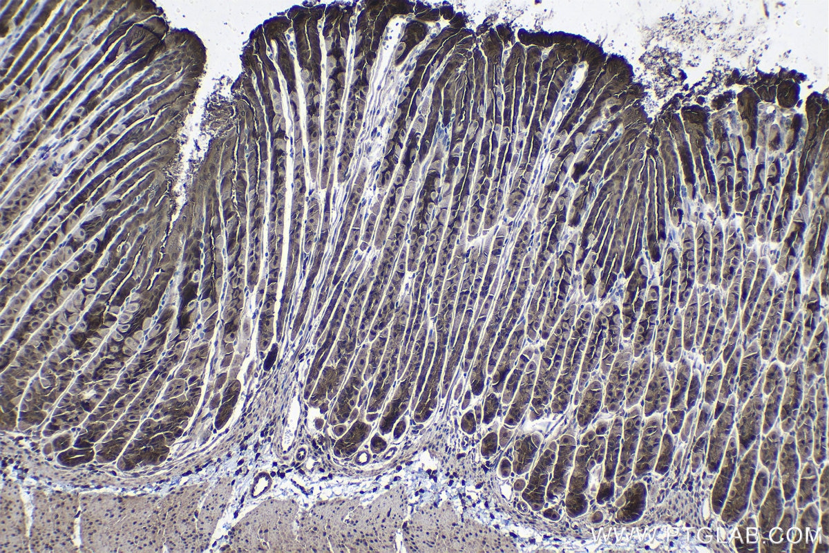 Immunohistochemical analysis of paraffin-embedded mouse stomach tissue slide using KHC1373 (SDCBP2 IHC Kit).