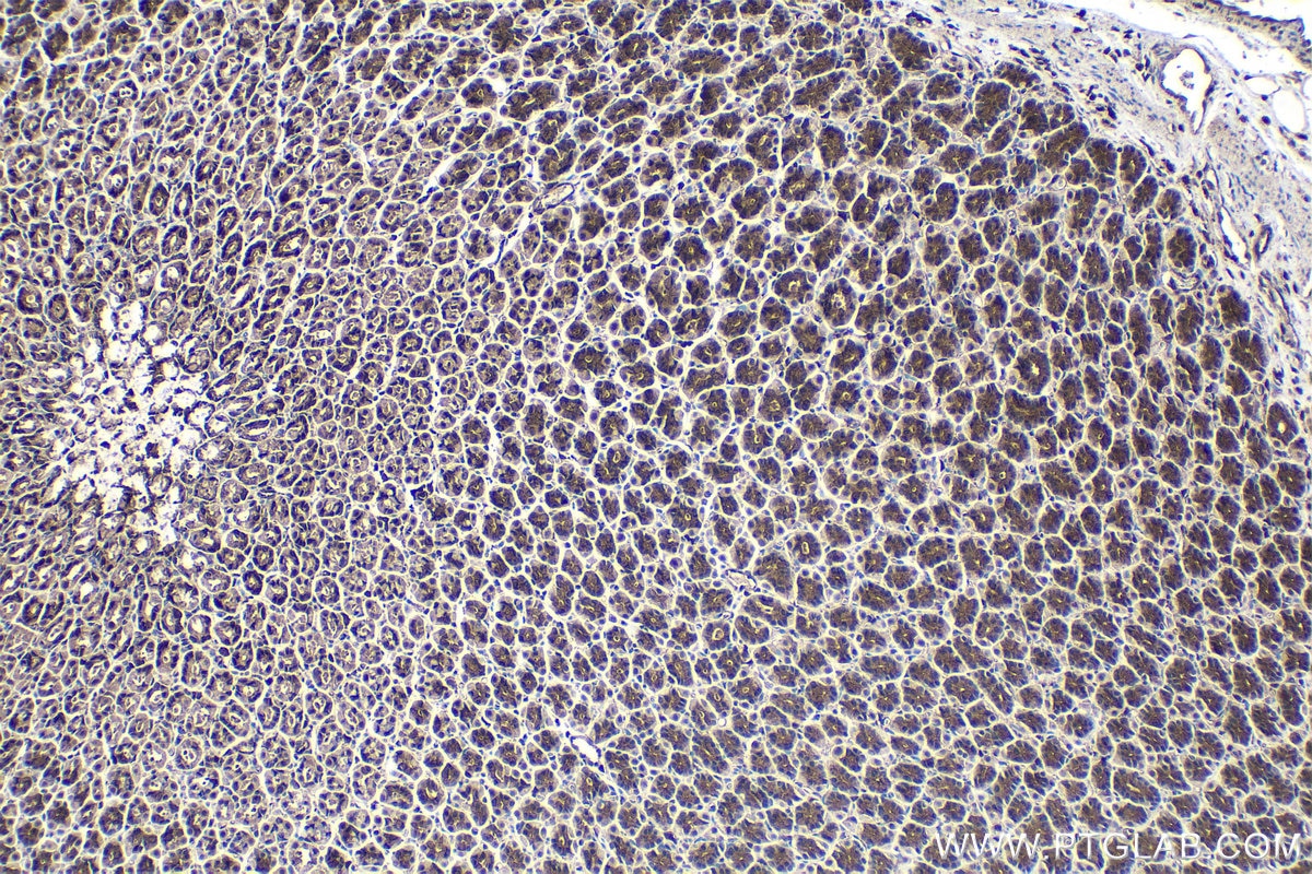 Immunohistochemical analysis of paraffin-embedded rat stomach tissue slide using KHC1373 (SDCBP2 IHC Kit).