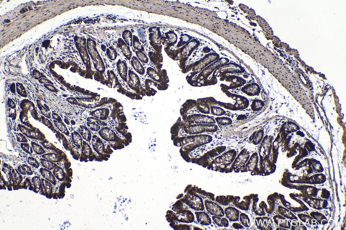 Immunohistochemical analysis of paraffin-embedded mouse colon tissue slide using KHC1373 (SDCBP2 IHC Kit).