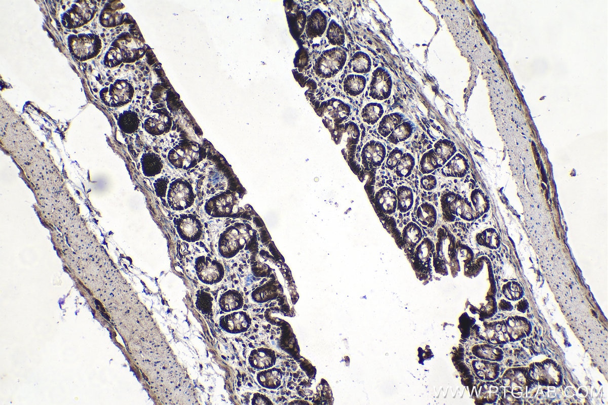 Immunohistochemical analysis of paraffin-embedded rat colon tissue slide using KHC1373 (SDCBP2 IHC Kit).