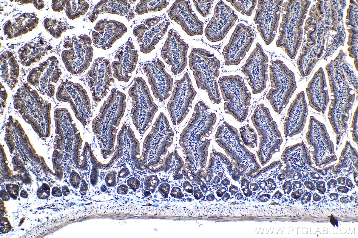Immunohistochemical analysis of paraffin-embedded mouse small intestine tissue slide using KHC1250 (SDF4 IHC Kit).