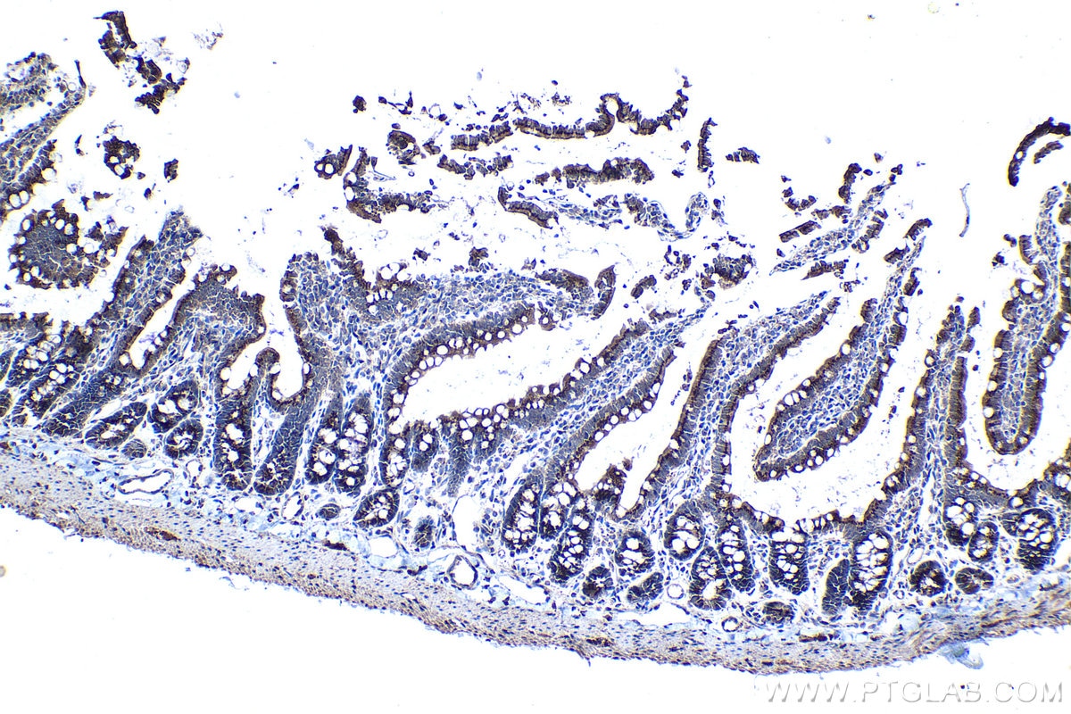 Immunohistochemical analysis of paraffin-embedded rat small intestine tissue slide using KHC1250 (SDF4 IHC Kit).