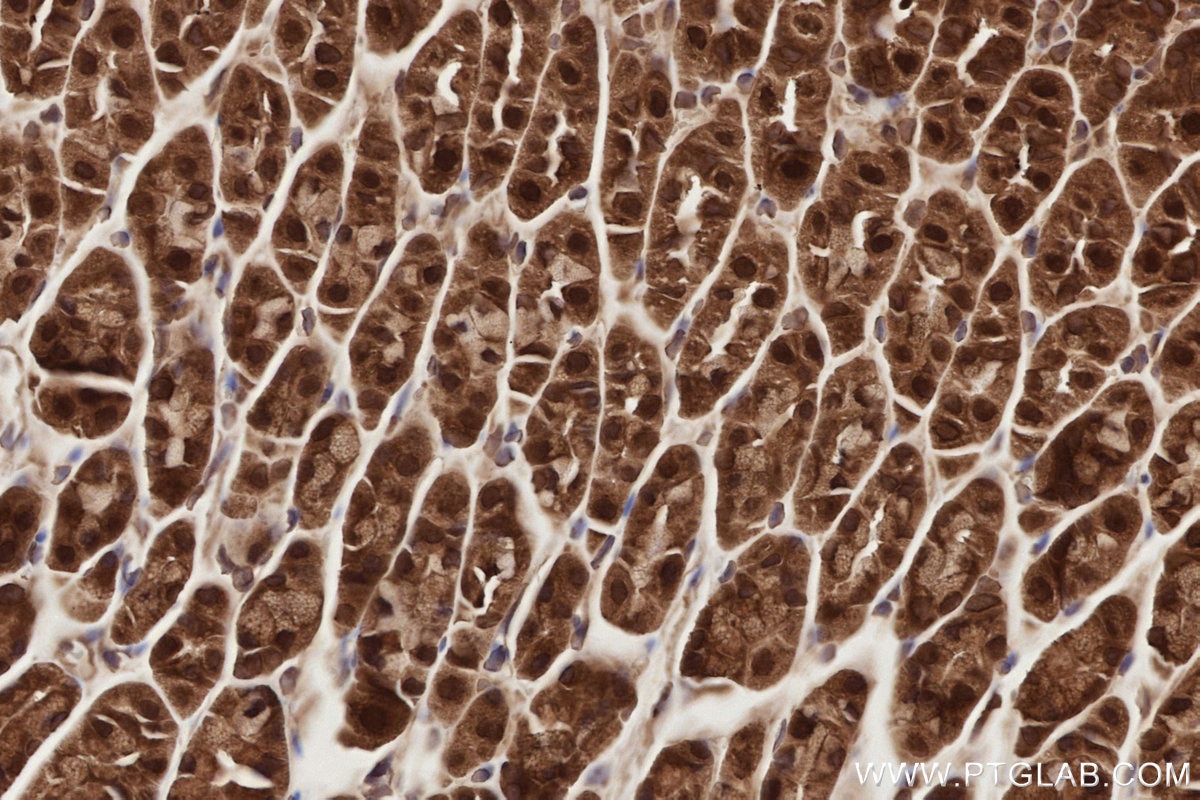 Immunohistochemical analysis of paraffin-embedded mouse stomach tissue slide using KHC2789 (SEH1L IHC Kit).