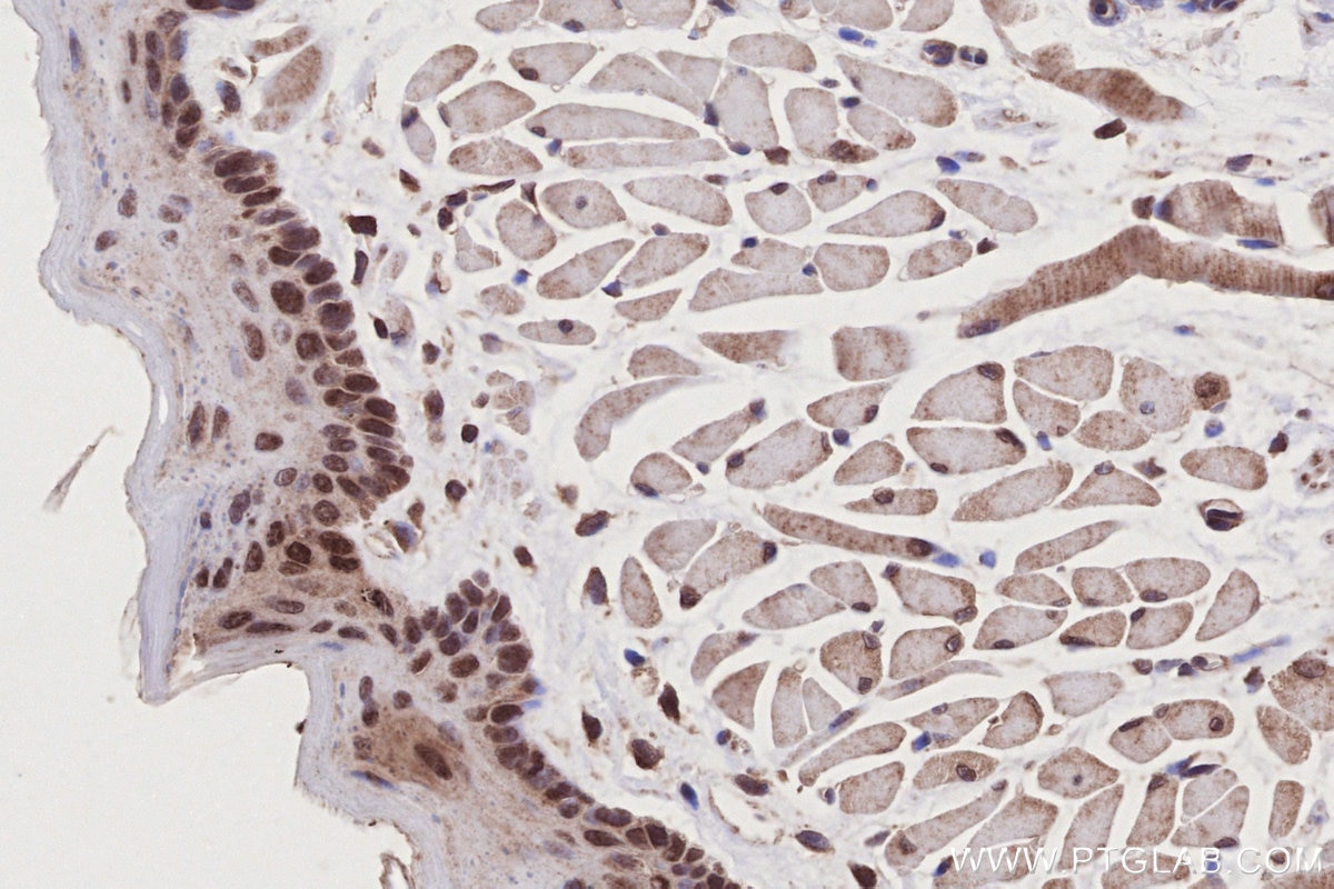 Immunohistochemical analysis of paraffin-embedded mouse tongue tissue slide using KHC2789 (SEH1L IHC Kit).