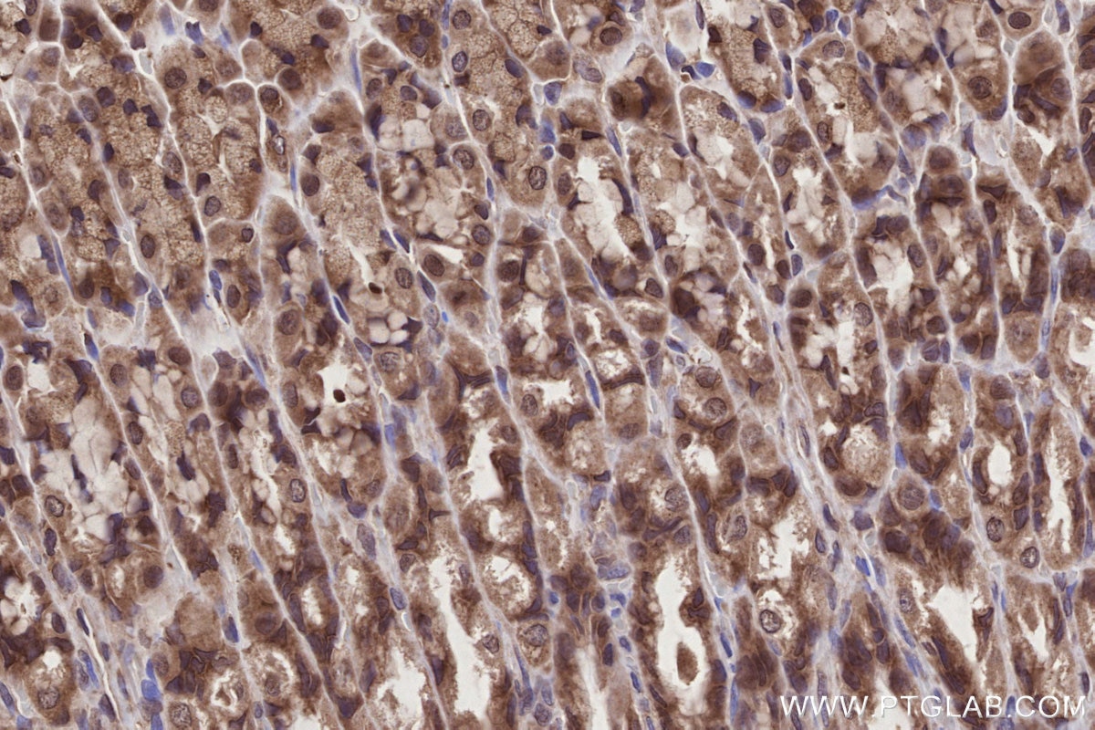 Immunohistochemical analysis of paraffin-embedded rat stomach tissue slide using KHC2789 (SEH1L IHC Kit).