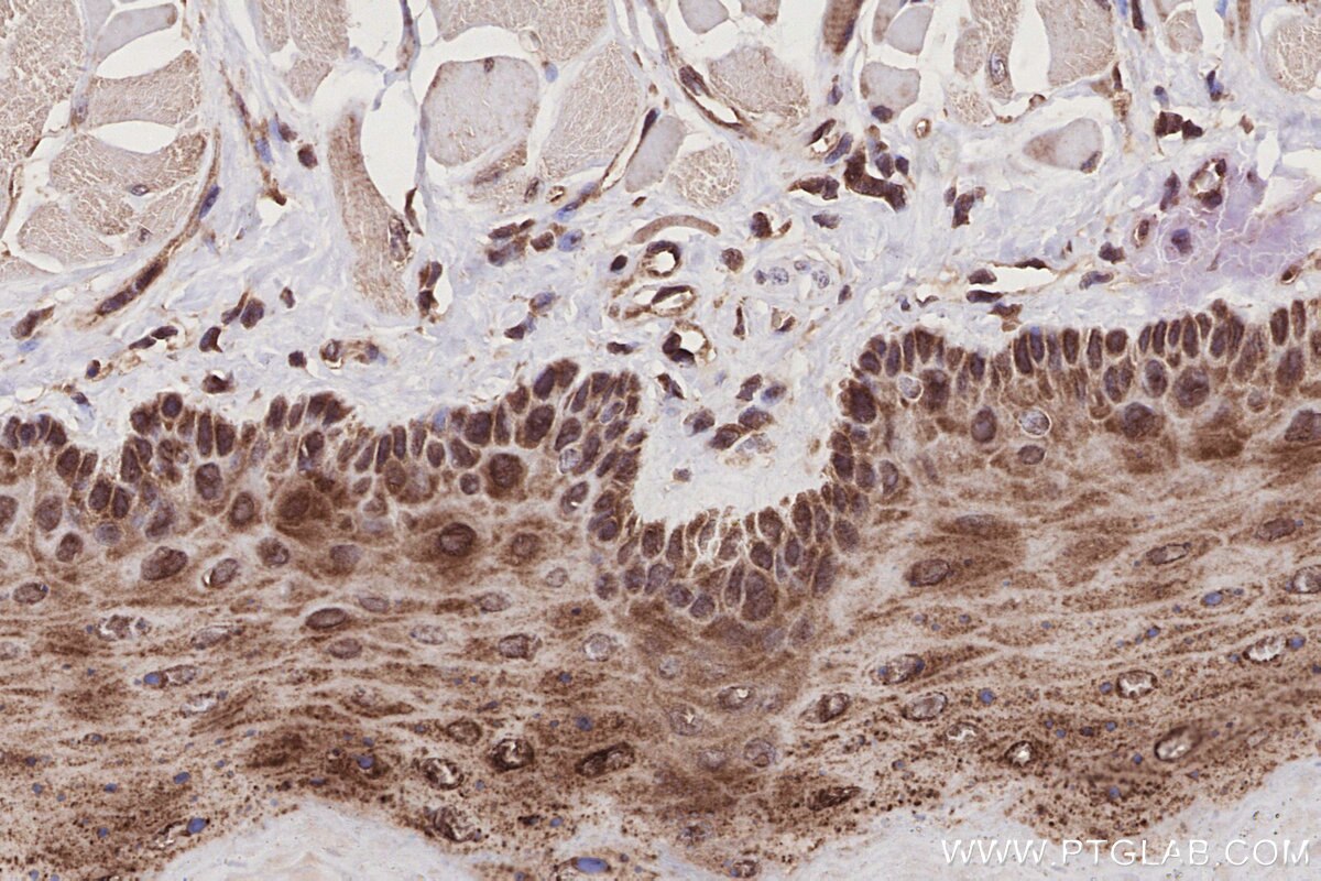 Immunohistochemical analysis of paraffin-embedded rat tongue tissue slide using KHC2789 (SEH1L IHC Kit).