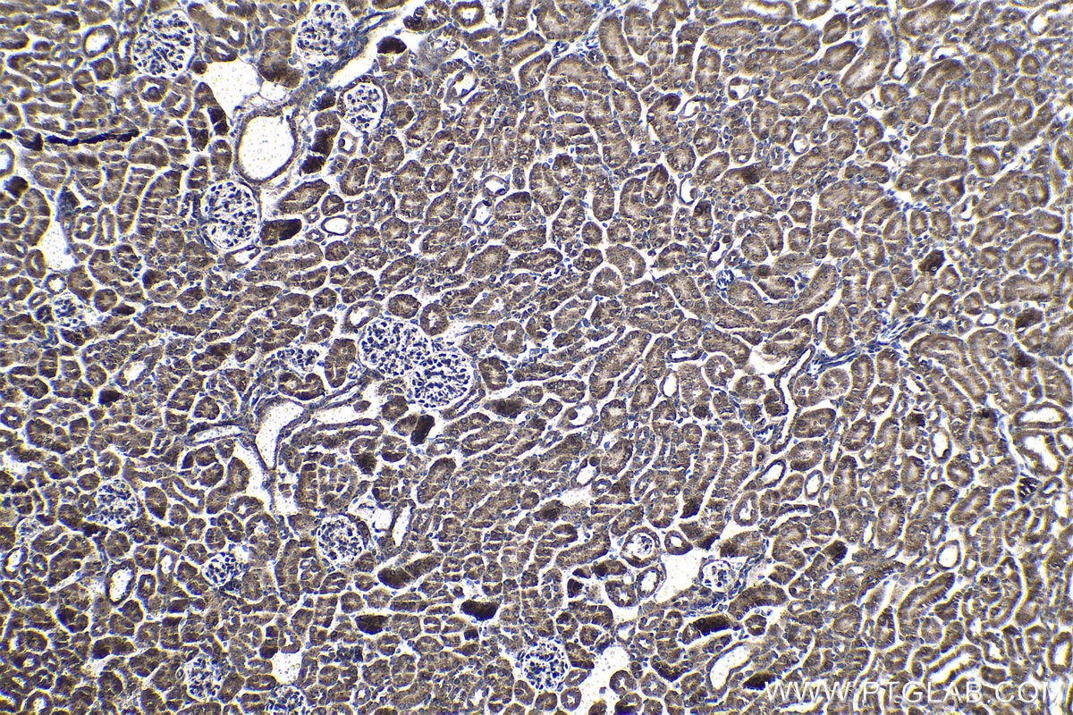 Immunohistochemical analysis of paraffin-embedded mouse kidney tissue slide using KHC1024 (SENP8 IHC Kit).