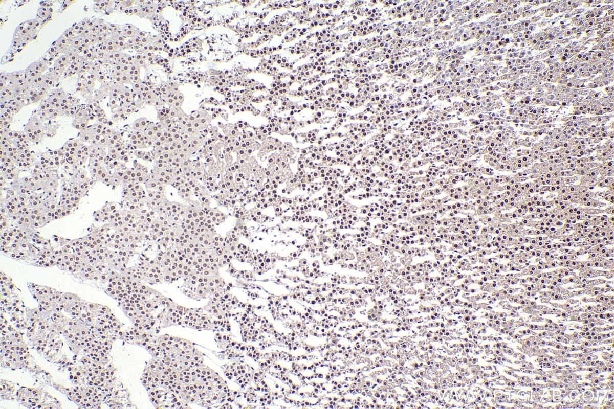 Immunohistochemical analysis of paraffin-embedded rat adrenal gland tissue slide using KHC2293 (SEPHS1 IHC Kit).