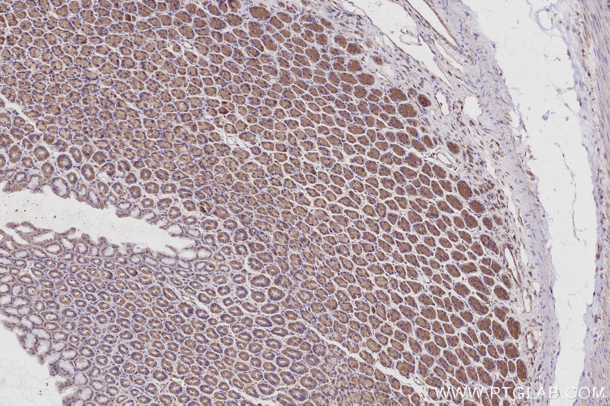 Immunohistochemical analysis of paraffin-embedded rat stomach tissue slide using KHC2957 (SEPT11 IHC Kit). Immunohistochemical analysis of paraffin-embedded rat stomach tissue slide using KHC2957 (SEPT11 IHC Kit).