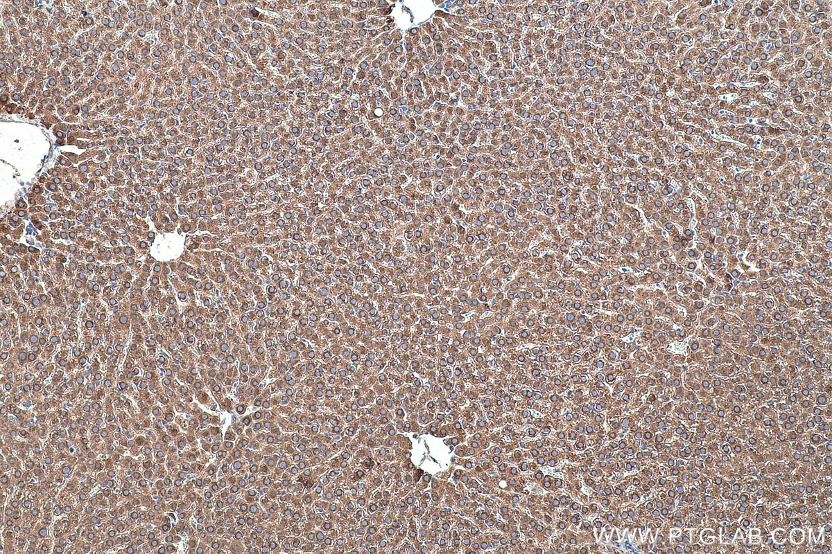 Immunohistochemical analysis of paraffin-embedded rat liver tissue slide using KHC0460 (SERPINC1 IHC Kit).