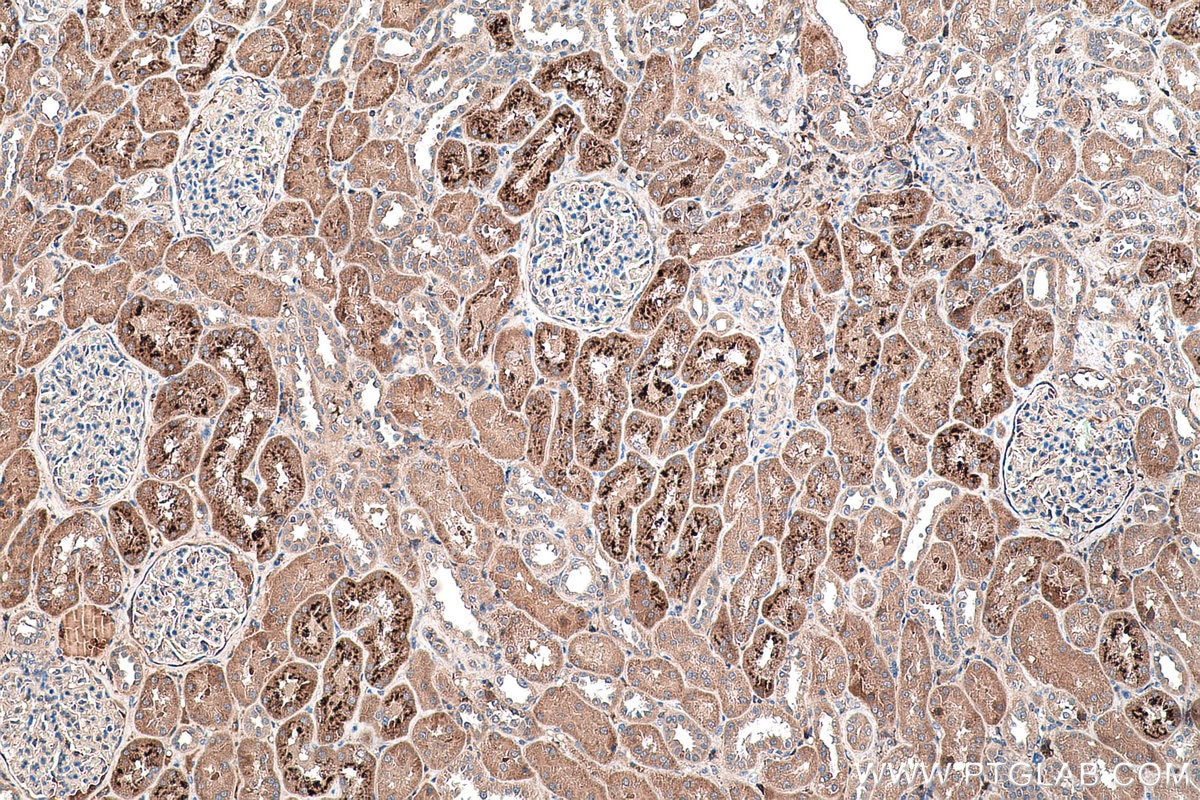 Immunohistochemical analysis of paraffin-embedded human kidney tissue slide using KHC0462 (SERPINF1/PEDF IHC Kit).