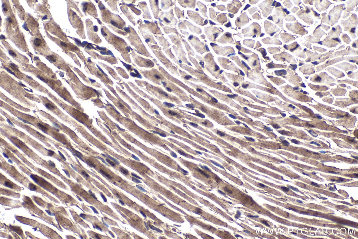 Immunohistochemical analysis of paraffin-embedded mouse heart tissue slide using KHC1801 (SETX IHC Kit).