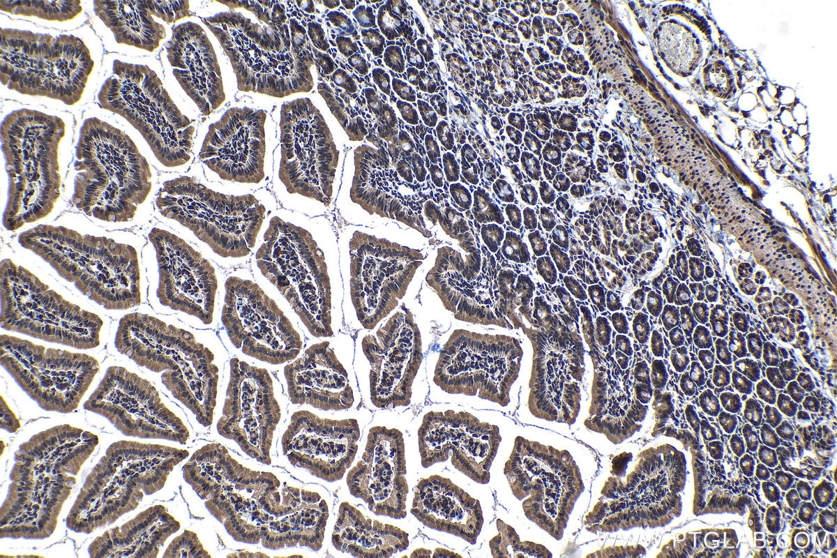 Immunohistochemical analysis of paraffin-embedded mouse small intestine tissue slide using KHC1438 (SF1 IHC Kit).