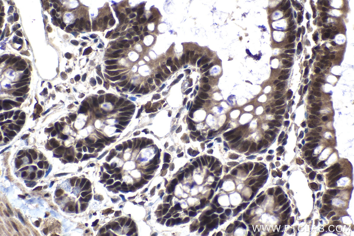 Immunohistochemical analysis of paraffin-embedded rat small intestine tissue slide using KHC1438 (SF1 IHC Kit).
