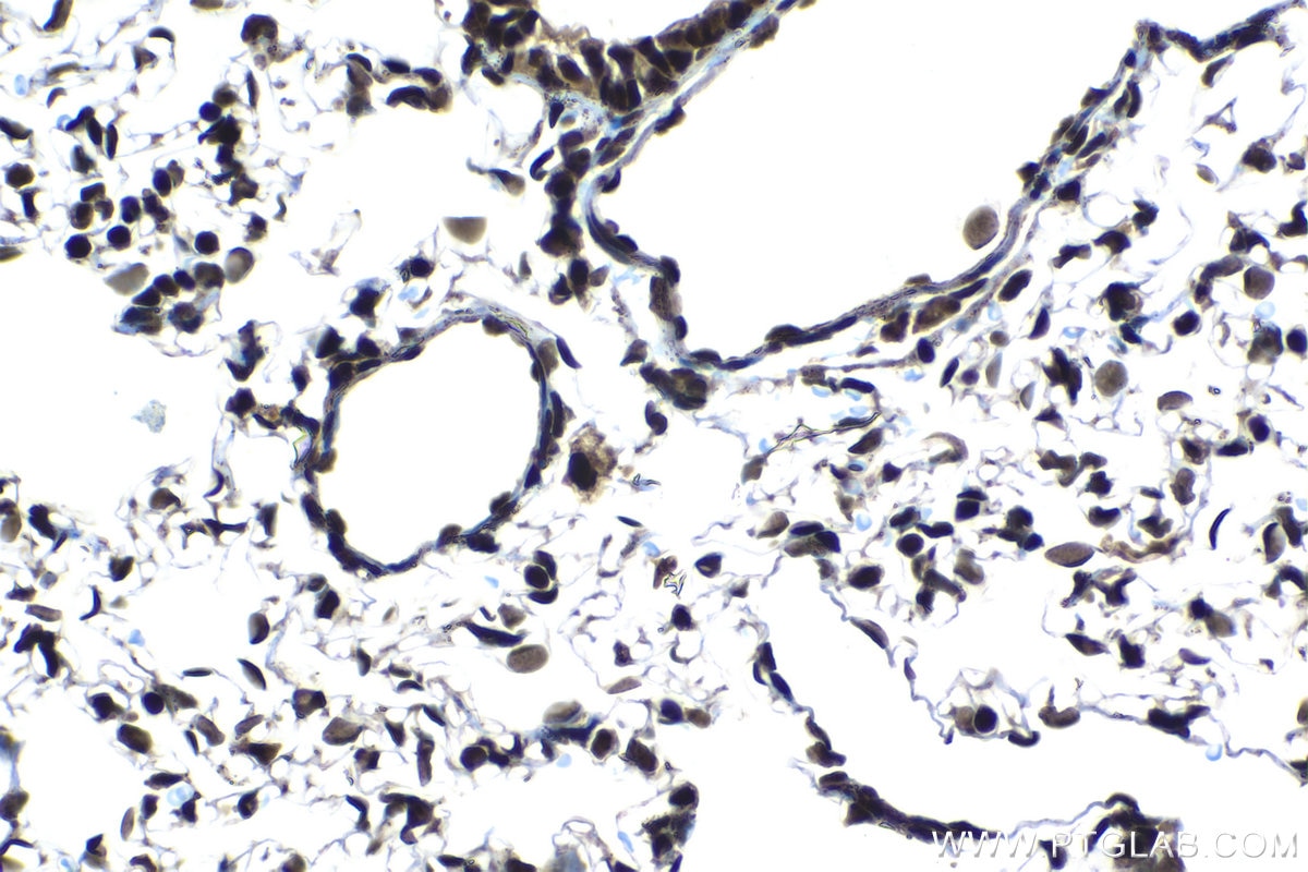 Immunohistochemical analysis of paraffin-embedded rat lung tissue slide using KHC1406 (SF3A3 IHC Kit).