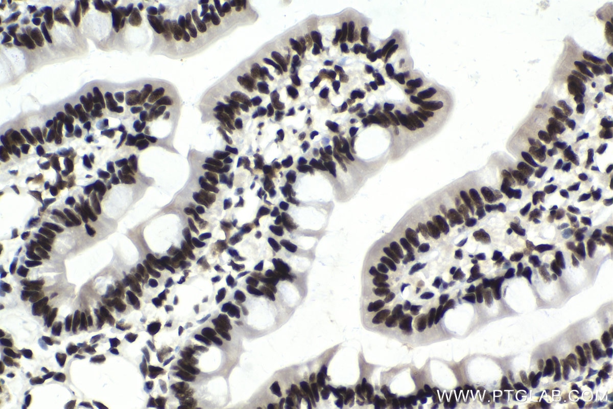 Immunohistochemical analysis of paraffin-embedded rat small intestine tissue slide using KHC1751 (SF3B3 IHC Kit).